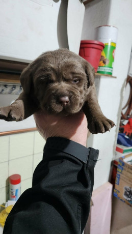 labrador-stenci-big-2