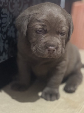 labrador-stenci-big-1