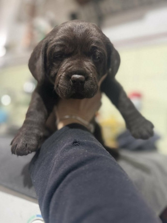 labrador-stenci-big-3