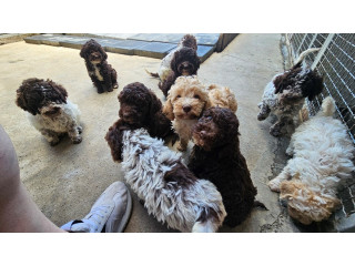 Lagotto Romagnolo, dostupni štenci