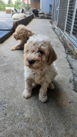 lagotto-romagnolo-dostupni-stenci-big-4
