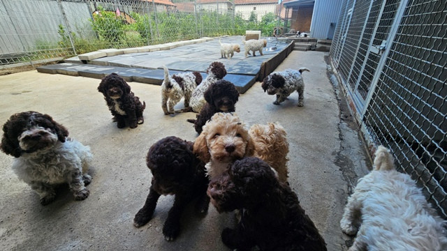 lagotto-romagnolo-dostupni-stenci-big-1