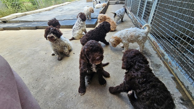 lagotto-romagnolo-dostupni-stenci-big-2