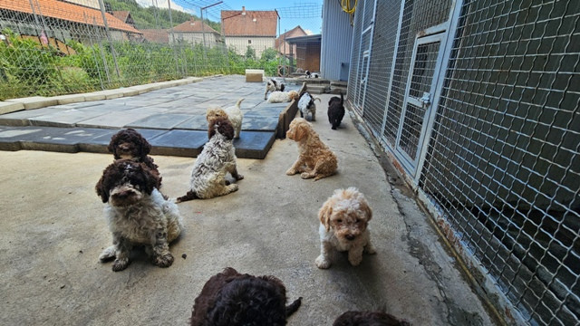 lagotto-romagnolo-dostupni-stenci-big-3