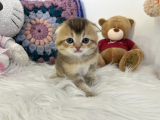 Skotski fold i straight mace.,,