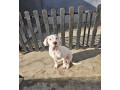 dogo-argentino-stene-small-4