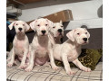 dogo-argentino-stene-small-0