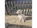 dogo-argentino-stene-small-3