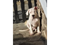 dogo-argentino-stene-small-2