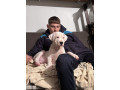 dogo-argentino-stene-small-1