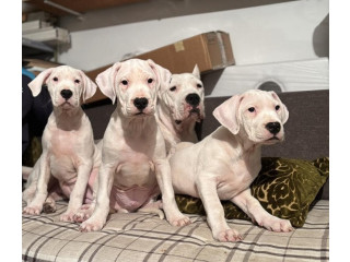 Dogo Argentino, štene