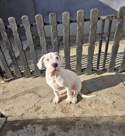 dogo-argentino-stene-big-4