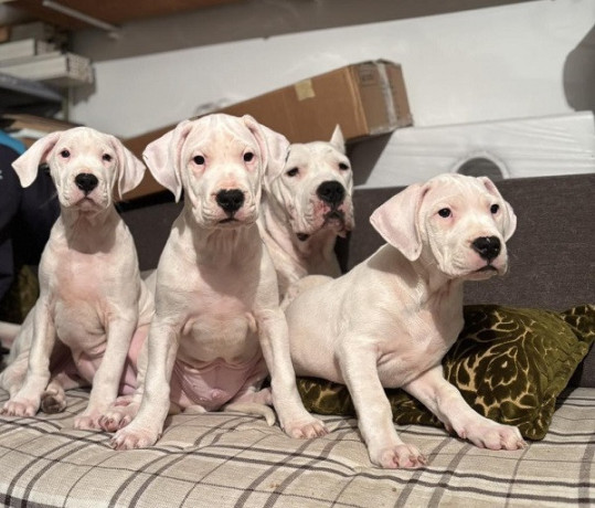dogo-argentino-stene-big-0