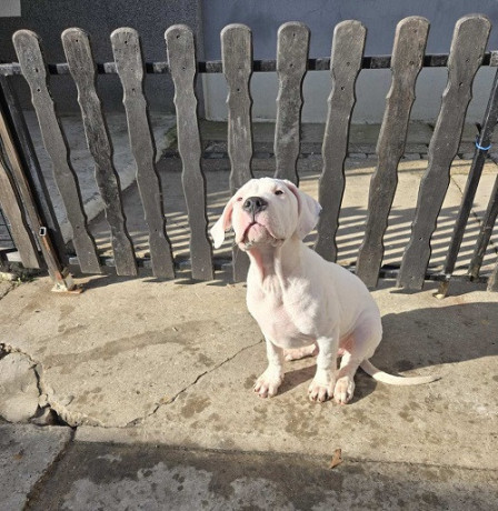 dogo-argentino-stene-big-3