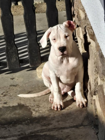 dogo-argentino-stene-big-2