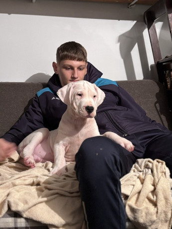 dogo-argentino-stene-big-1