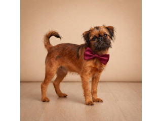 Briselski grifon, vrhunsko muško štene