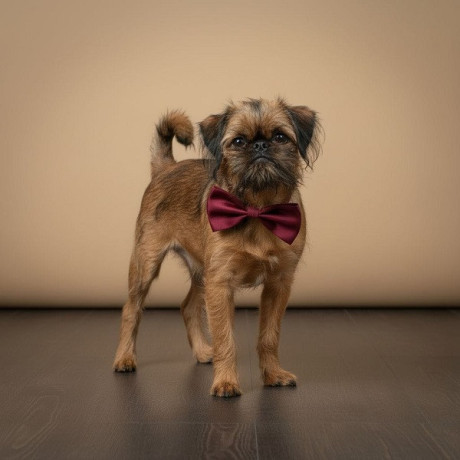 briselski-grifon-vrhunsko-musko-stene-big-2