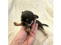 extra-mini-civave-small-4