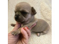 extra-mini-civave-small-3