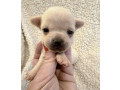 extra-mini-civave-small-0