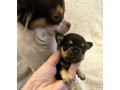 extra-mini-civave-small-2