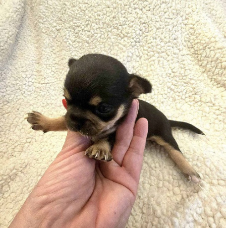 extra-mini-civave-big-4
