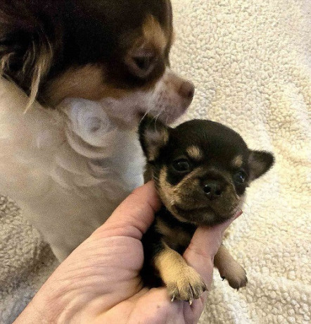 extra-mini-civave-big-2