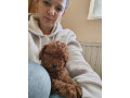 crvene-toy-pudle-small-1