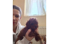crvene-toy-pudle-small-2