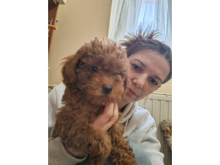 Crvene toy pudle,....,.