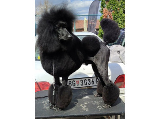 Vrhunsko leglo VELIKIH PUDLI