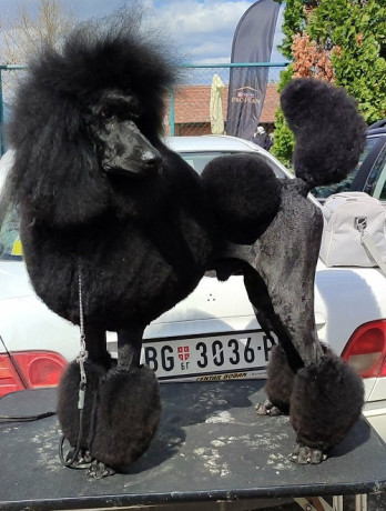 vrhunsko-leglo-velikih-pudli-big-0