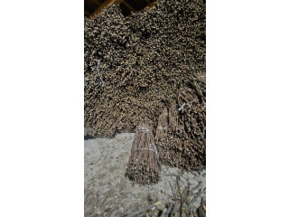 Isečena Loza 1 KLASE za Kalemljenje