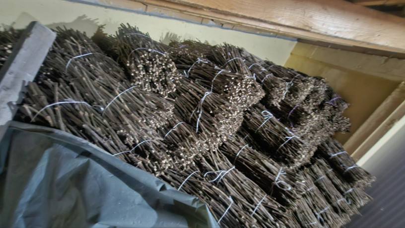 isecena-loza-1-klase-za-kalemljenje-big-2