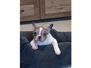 Stenad francuskog buldoga dva merle muzjaka 3.5 meseca