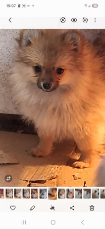 stenci-pomeranskog-spica-big-3