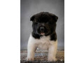 americka-akita-izuzetni-stenci-small-4