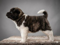 americka-akita-izuzetni-stenci-small-3