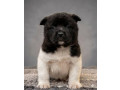 americka-akita-izuzetni-stenci-small-1