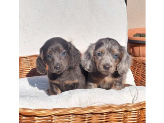 Jazavičari dugodlaki i kratkodlaki