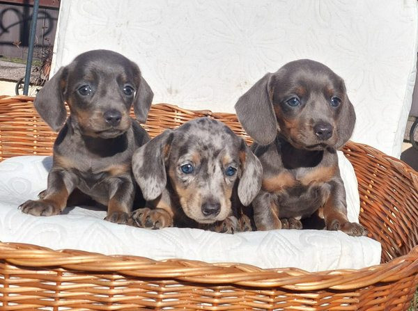 jazavicari-dugodlaki-i-kratkodlaki-big-3