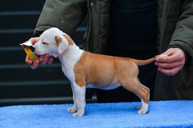americki-stafordski-terijer-stenci-big-2