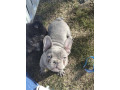 sivi-francuski-buldog-small-0