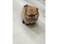 prelepi-bo-medvedici-small-1