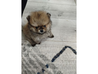 Prelepi Bo medvedici !!