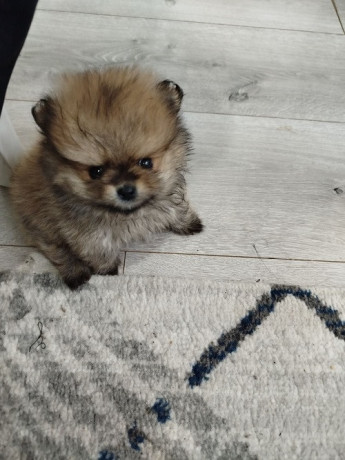 prelepi-bo-medvedici-big-0