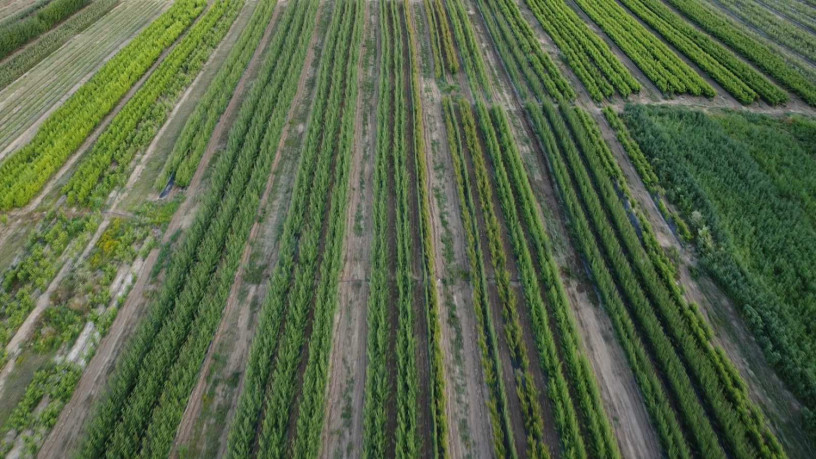 ukrasne-i-vocne-sadnice-rasadnik-prestiz-big-0