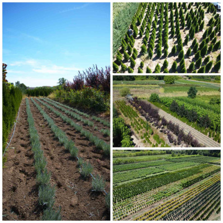 ukrasne-i-vocne-sadnice-rasadnik-prestiz-big-1