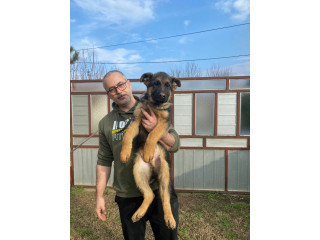 Nemački ovčar kratkodlaki, štenci u ponudi